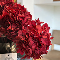 Flores - Hortencias Rojas