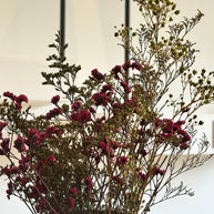 Flores - Estatice Roja y Nuebe Blanca